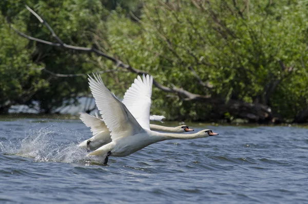 Swan — Stock Photo, Image