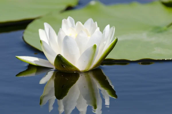 White waterlily — Stock Photo, Image