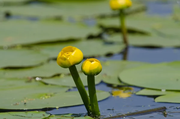 Nuphar lutea — Stock Photo, Image