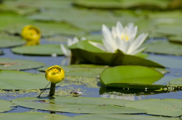 Nuphar lutea — Stock Photo, Image