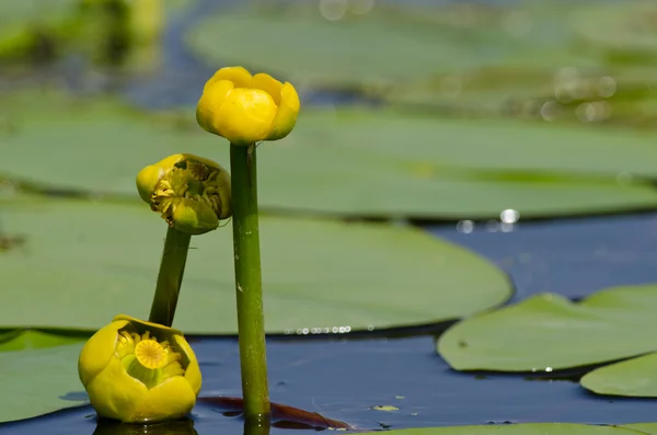 Nuphar lutea — Stock Photo, Image