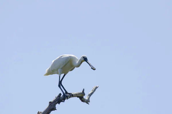 Lepelaar — Stockfoto