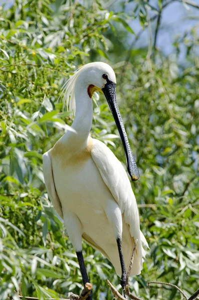 Lepelaar — Stockfoto