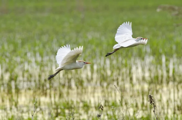 Koereiger — Stockfoto