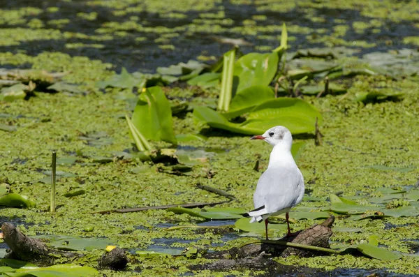 Gaviota de cabeza negra —  Fotos de Stock