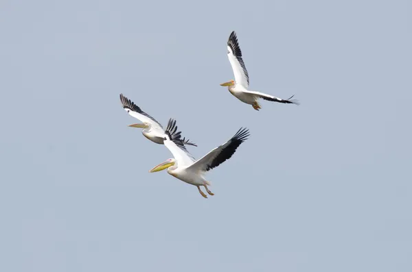 Witte pelikanen — Stockfoto