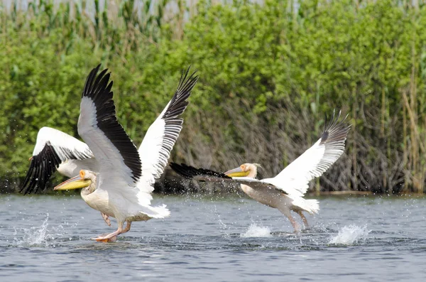 Pelikaan — Stockfoto