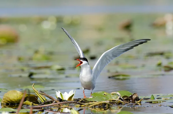 Fisktärna — Stockfoto