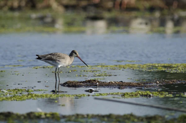 Bar Tailed Godwit — Stock Photo, Image