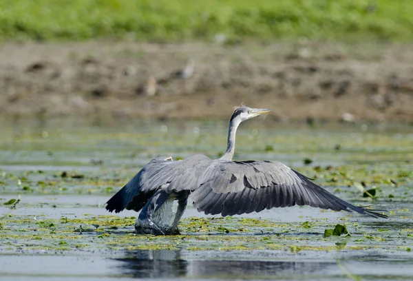 Grey Heron — Stock Photo, Image