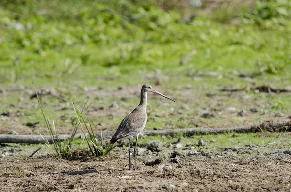 Pasek tailed godwit — Zdjęcie stockowe