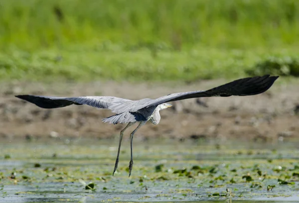 Graureiher — Stockfoto