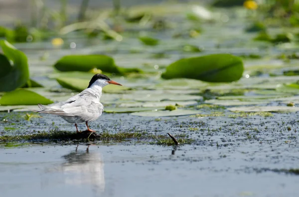 Gaviota común —  Fotos de Stock