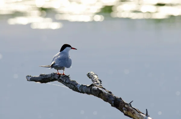 Common Tern — Stok Foto