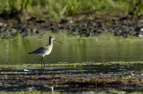 栏尾 godwit — 图库照片