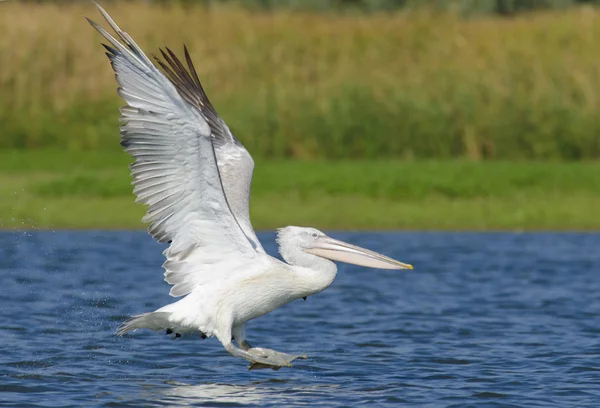 Pelikaan — Stockfoto