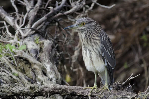 Zwart-gekroond nacht-heron — Stockfoto