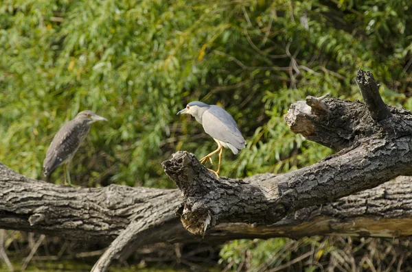 Zwart-gekroond nacht-heron — Stockfoto