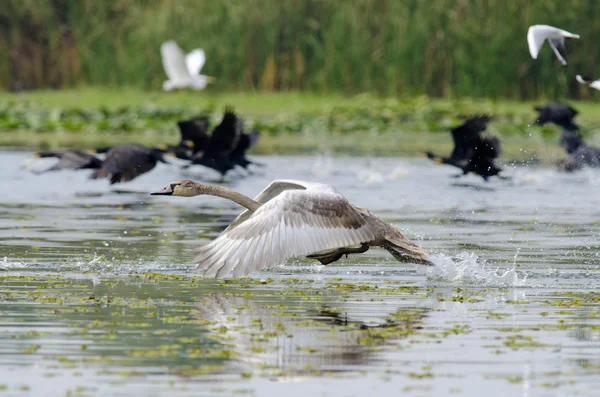 Schwan hebt ab — Stockfoto