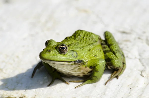 Marsh Frog Stock Image