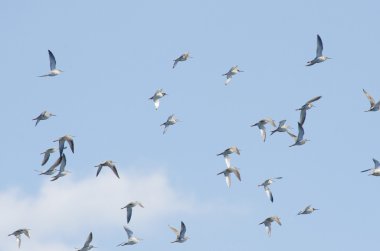 ruffs akın