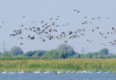 ortak kırlangıçlar uçan