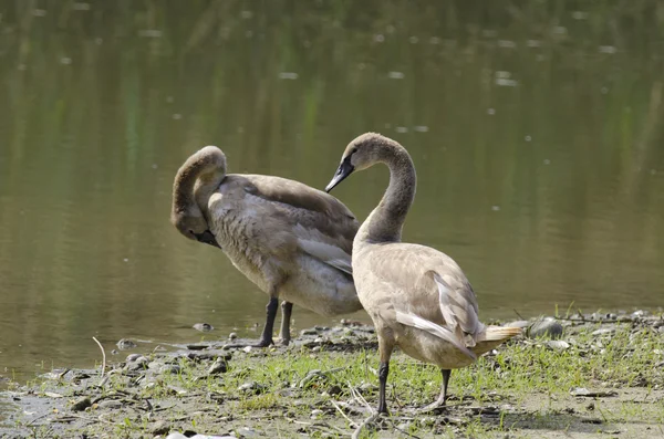 Cisnes jóvenes —  Fotos de Stock