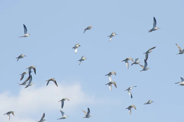 Flock of ruffs — Stock Photo, Image