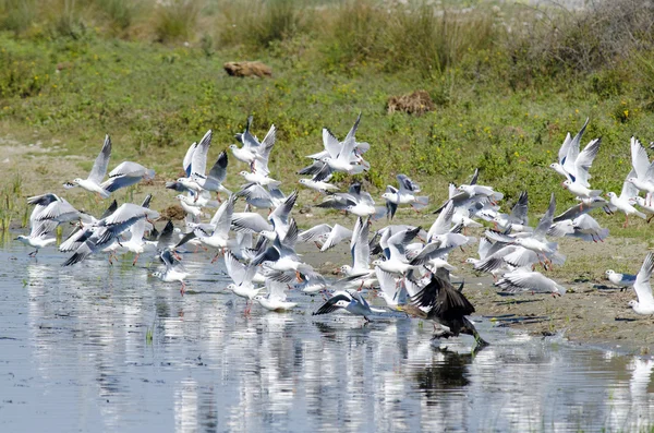 Common terns in flight — Zdjęcie stockowe