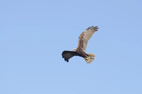 Marsh Harrier — Fotografia de Stock