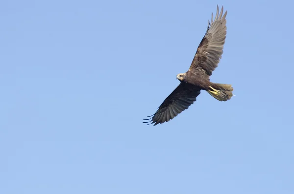 Marsh harrier