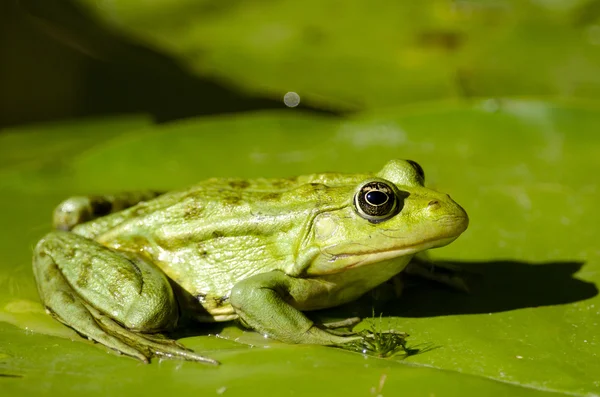 습지 개구리 로열티 프리 스톡 사진