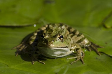 The Common Frog Rana temporaria