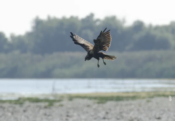 Marsh Harrier — Stock Photo, Image