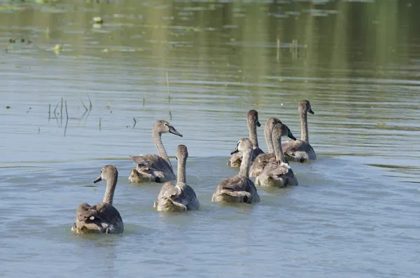 Jovens cisnes mudos — Fotografia de Stock