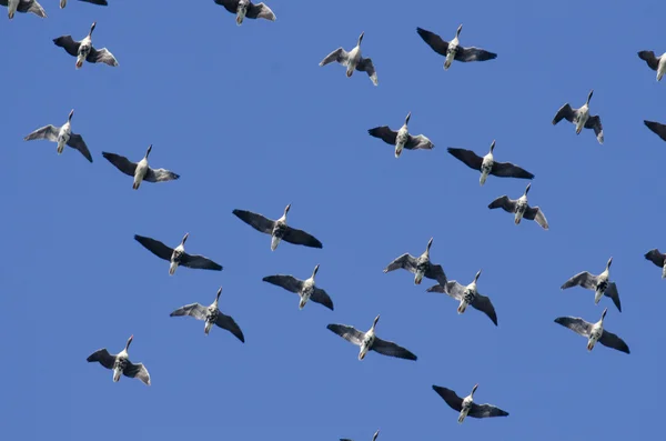 FLOCK ของ BIRDS — ภาพถ่ายสต็อก