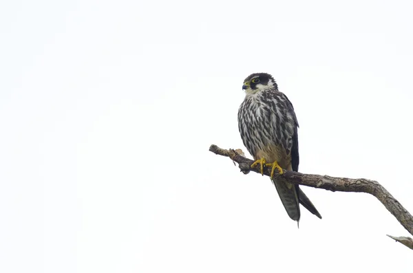 Falcão hobby — Fotografia de Stock