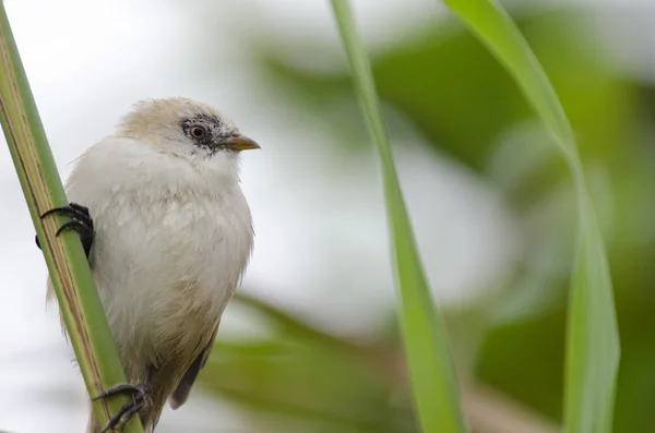 Jeune barbu Tit — Photo