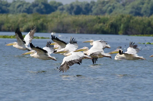 Witte pelikanen — Stockfoto