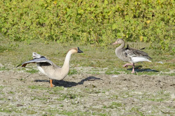 Greylag Goose and Domestic Goose — Stock Photo, Image