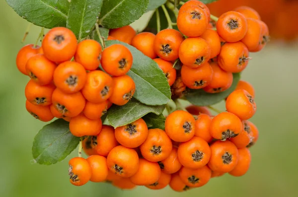 Bright red pyracantha berries — Stock Photo, Image