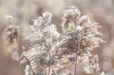 bir sonbahar günü, Reed