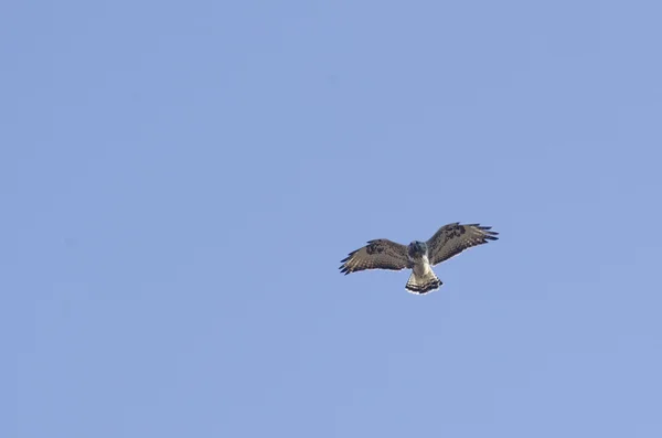 Ruwe viervoetige buzzard — Stockfoto