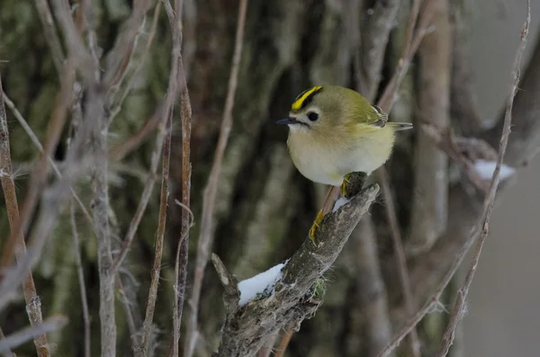 Goldcrest. — Fotografia de Stock