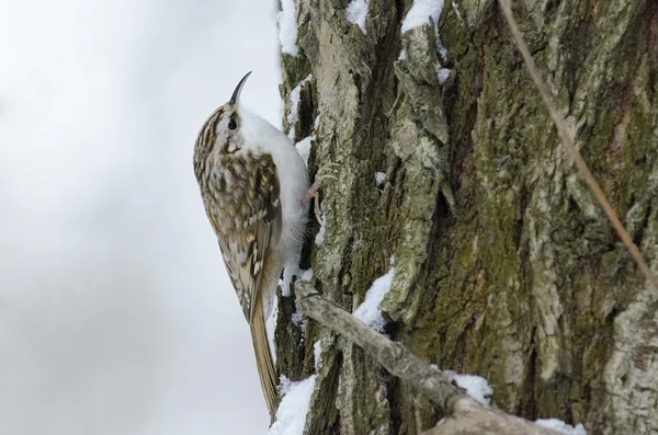 Treecreeper euroasiático —  Fotos de Stock