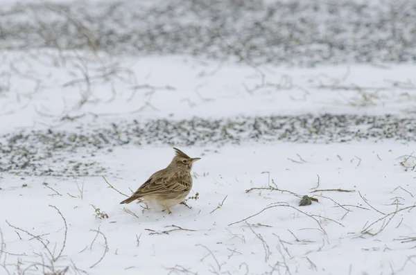 Crested Lark — Stock Photo, Image