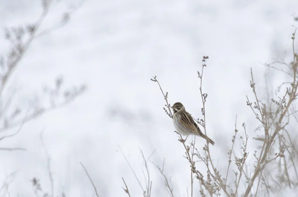 Corn Bunting — Stock Photo, Image