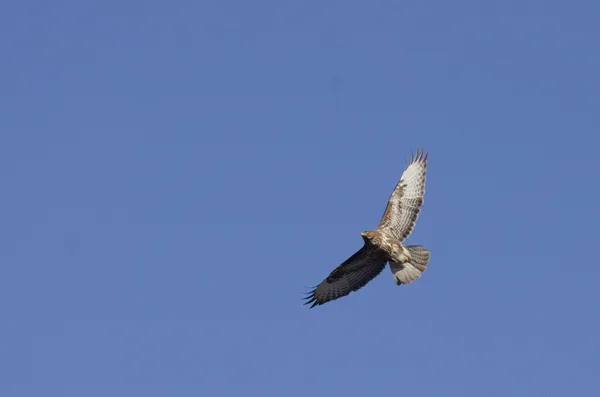 Ruwe viervoetige buzzard — Stockfoto