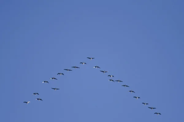 Greylag Goose — Stock Photo, Image