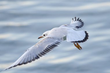 Siyah başlı martı